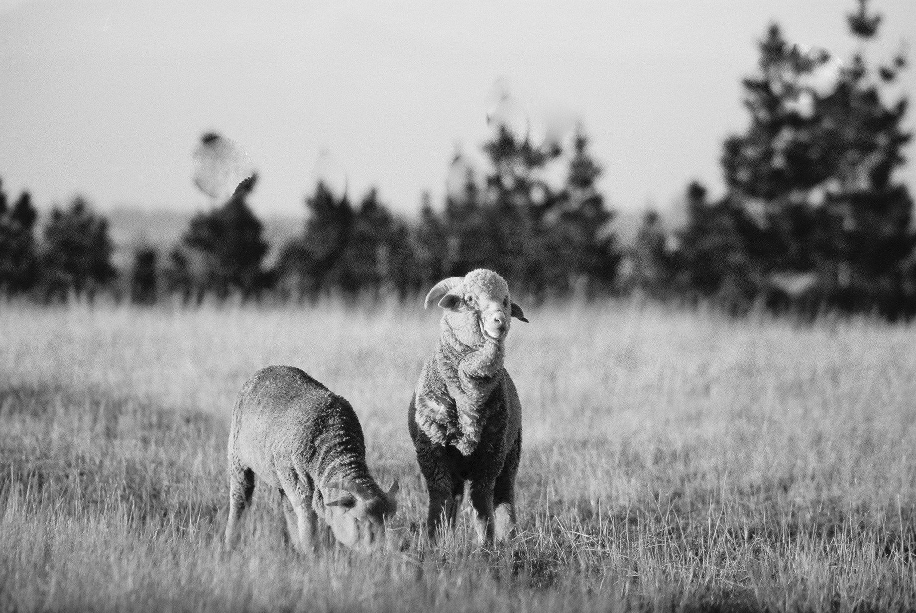 Escorial Wool - the luxurious wool fit for royalty