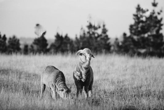 Escorial Wool - the luxurious wool fit for royalty